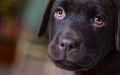 L’anxiété de séparation chez le chien : les conseils de votre éducateur canin