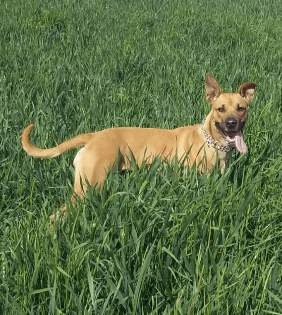 éducation canine Ille et vilaine