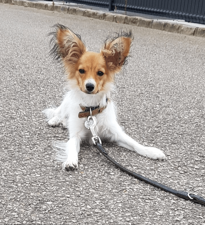 éducateur canin Ille-et-Vilaine