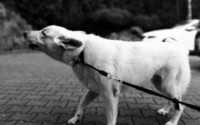 Mon chien aboie sur les gens