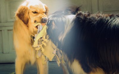 Mon chien grogne : 6 choses à mettre en place rapidement