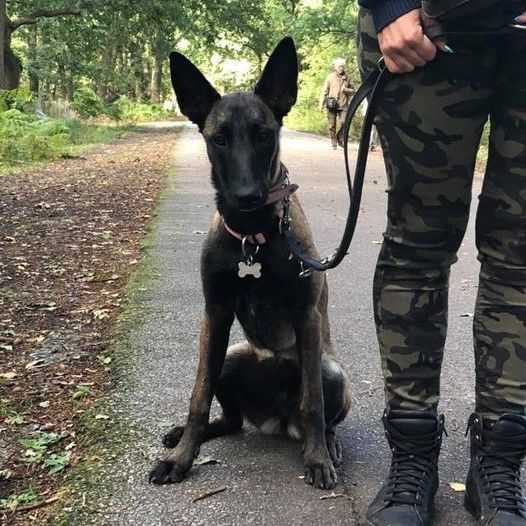 dresseur chien ille-et-vilaine