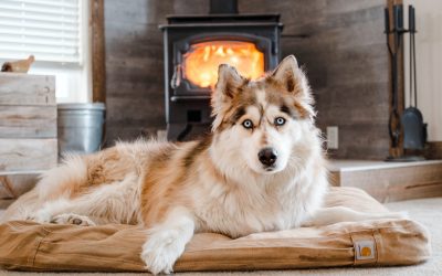 Pourquoi mon chien gratte le tapis : 10 raisons et leur solution