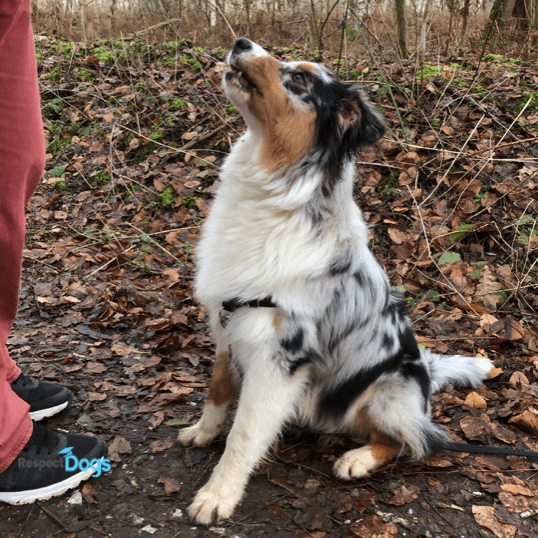 éducation canine Ille et vilaine