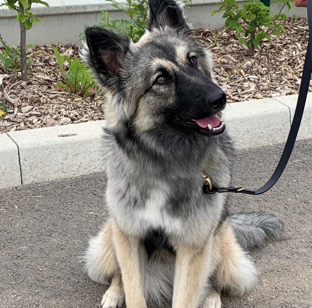 éducation canine Hauts-de-france