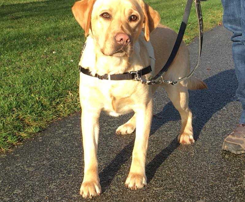 dresseur chien ille-et-vilaine