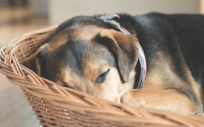 Pension canine Aix-en-Provence : les 8 meilleures adresses