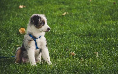 Promener mon chiot : quand et comment ?