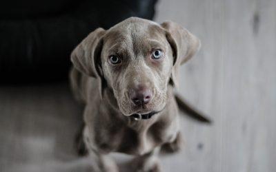 L’apprentissage chez le chien : 2 notions importantes pour qu’il apprenne plus vite