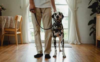 Salaire éducateur canin : Comment vivre de ce métier ? 1er Réseau en France