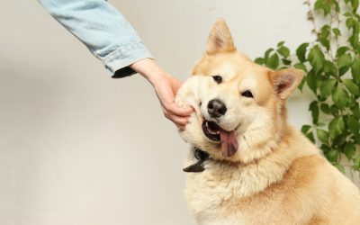 Les débouchés du métier éducateur canin
