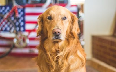 Comment punir son chien ?
