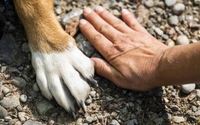 Socialisation chien : Comment aider un chien qui a loupé sa période de socialisation ?