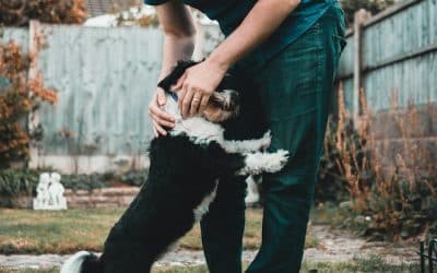 SPA Bourg-en-Bresse chien : les 5 adresses pour trouver ton futur chien