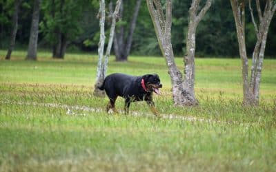 Chien perdu 44 : la procédure à suivre