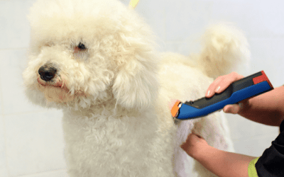 Toiletteur chien Saint-Nazaire : les 12 meilleures adresses pour le toilettage de ton chien