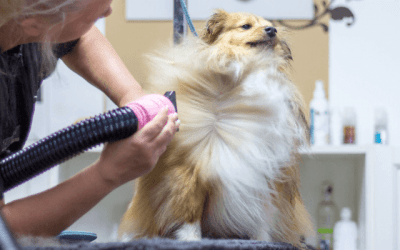 Toilettage chien Saint Malo : les 5 meilleures adresses