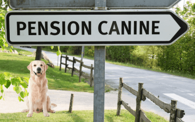 Pension chien Ille et vilaine : 8 meilleures adresses