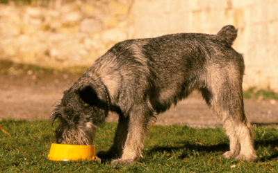 Protection de ressources chien : mon chien me grogne dessus / 3 choses à ne pas faire