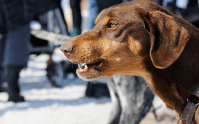 Mon chien me grogne dessus : 5 choses à savoir