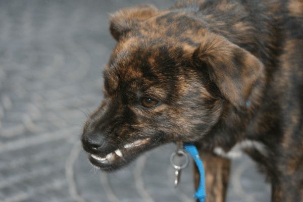 Mon chien me grogne dessus et montre les dents