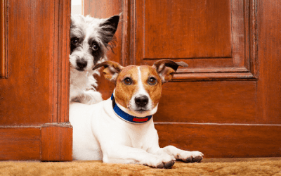 Pension pour chien Lyon : 6 adresses les mieux notées de Google