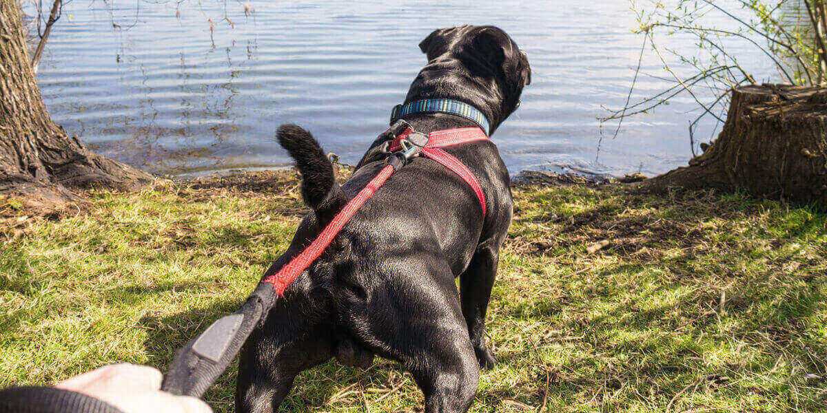 Chien tire en laisse méthode positive
