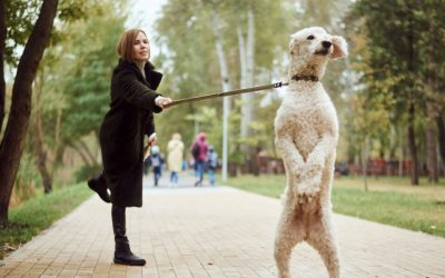 Mon chien tire en laisse et aboie sur les autres chiens : 5 conseils des éducateurs canins RespectDogs