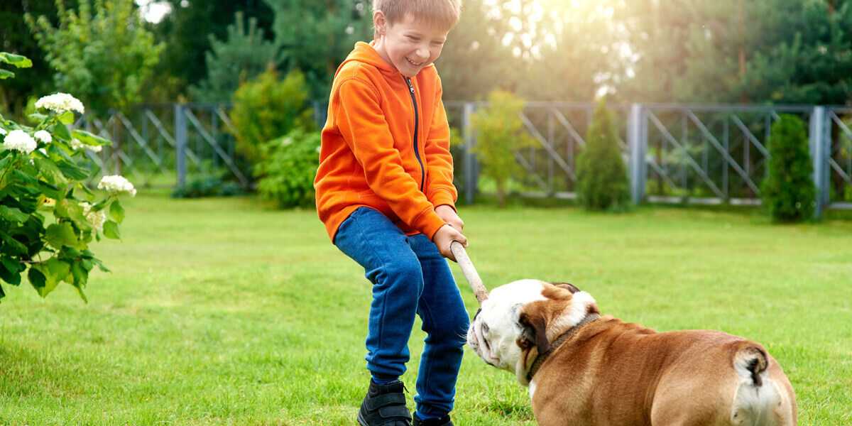 morsure chien enfant