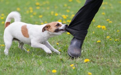 Les différentes raisons derrière les morsures de chien : comprendre 5 facteurs de déclenchement
