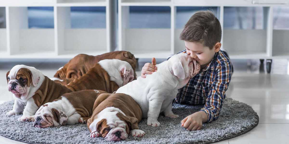 Morsures chiens
