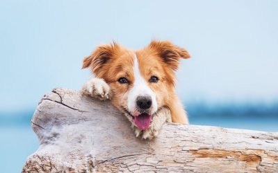 6 solutions pour résoudre les problèmes de comportement de ton chien à Saint Malo