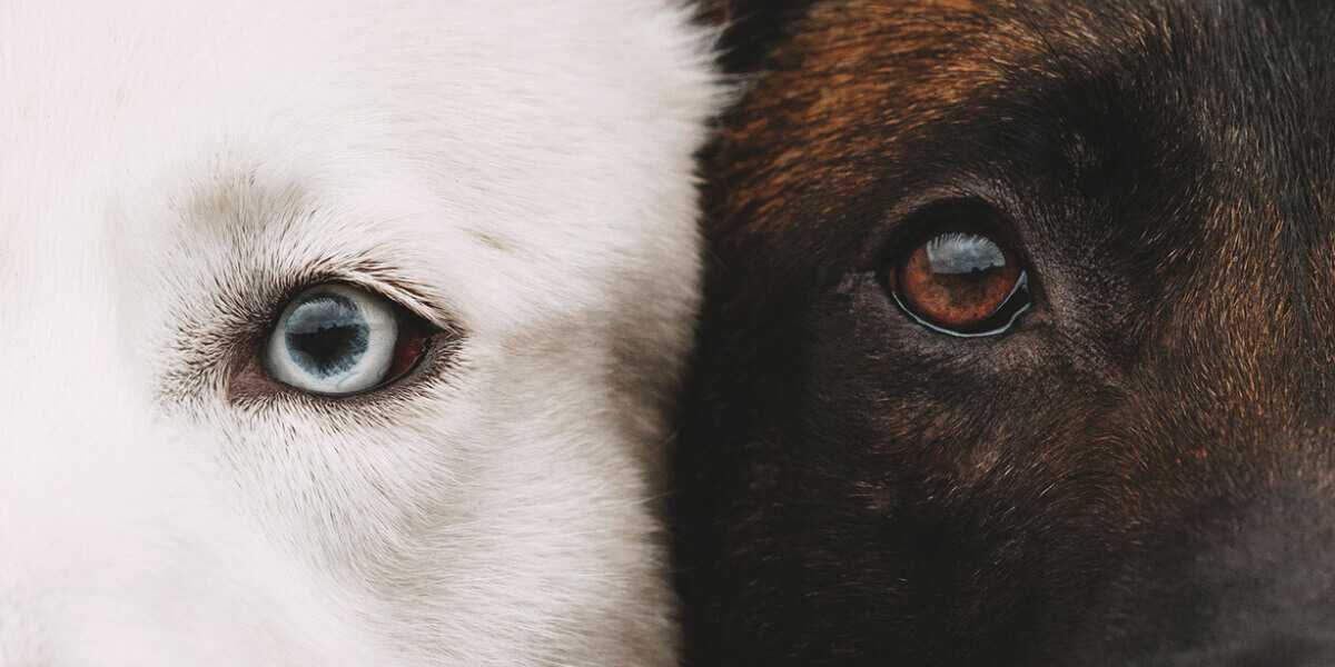 chiens croisés