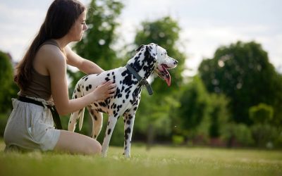 Comment Éduquer Son Chien avec RespectDogs : Le Guide Complet