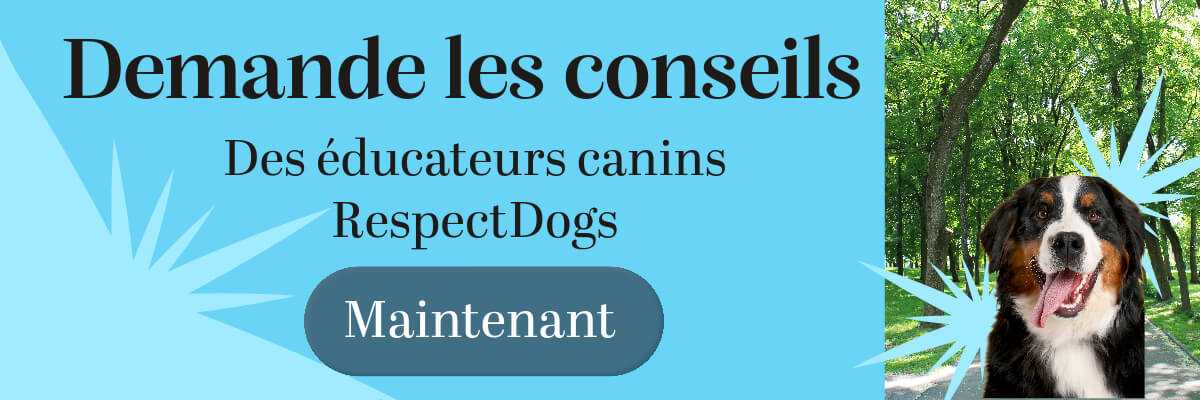 Trouver un éducateur canin