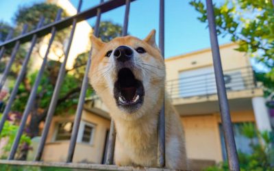 Chien agressif à Lyon : 9 Conseils pour gérer la situation