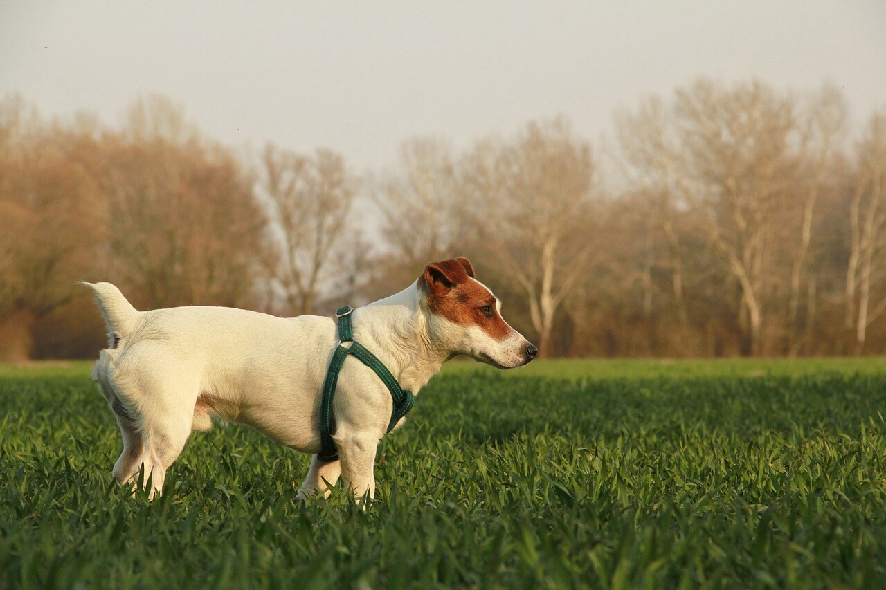 les parcs à chien lyonnais