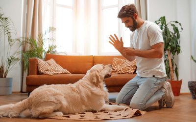 Comment éduquer son chien en seulement 15 minutes par jour ?