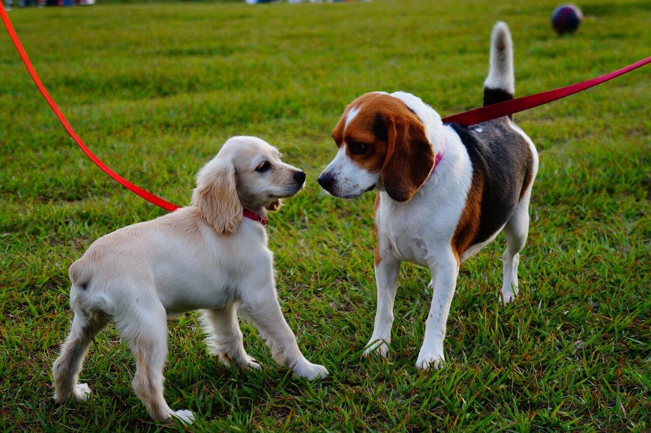 chiens dans caniparc Lyon