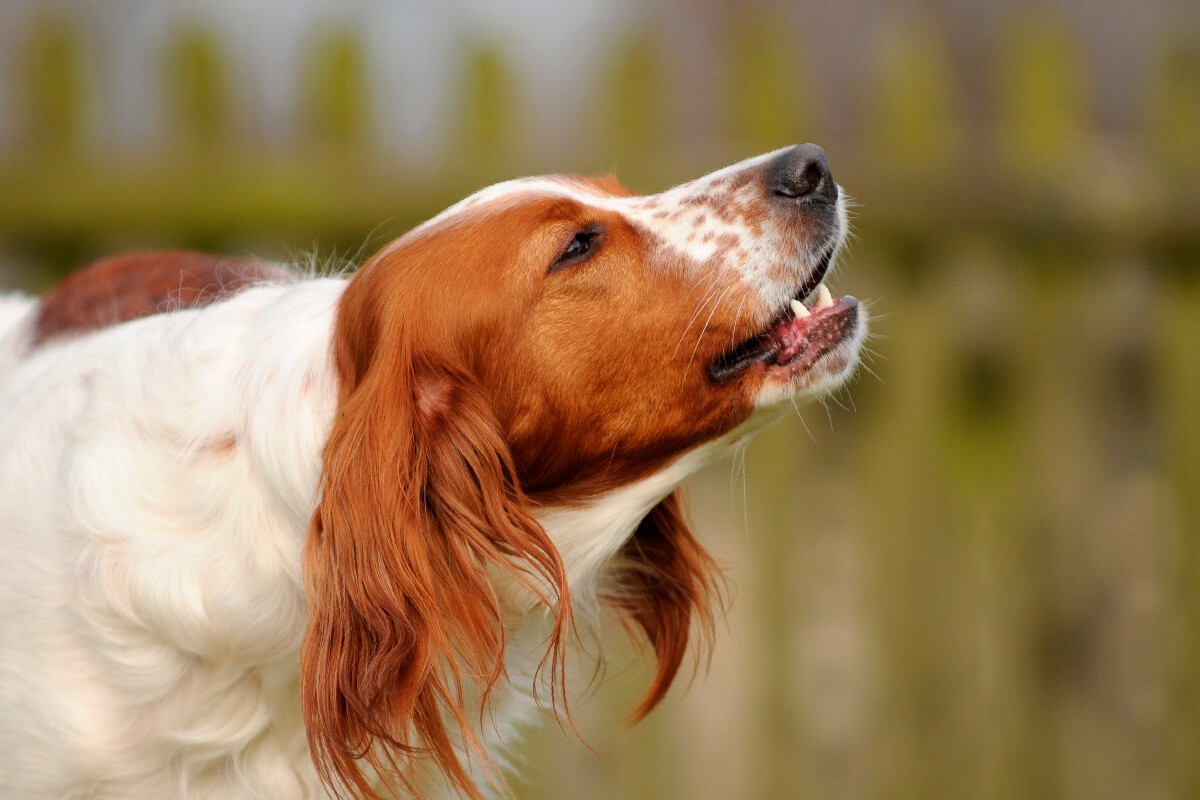 chien agressif