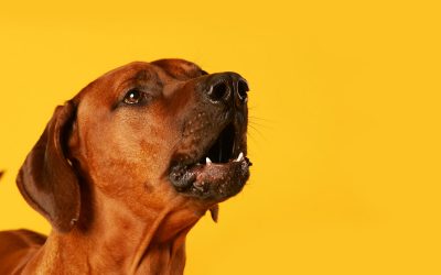 Chiens réactifs : 4 Types de Réactivité chez les Chiens et Comment les Gérer