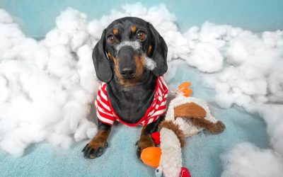 8 Clés pour Éduquer un Chien Difficile