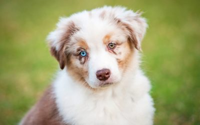 Nom de Chien 2024 : 76 prénoms de chien en V
