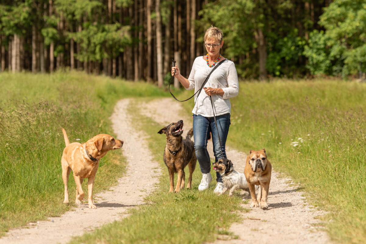 pension chien