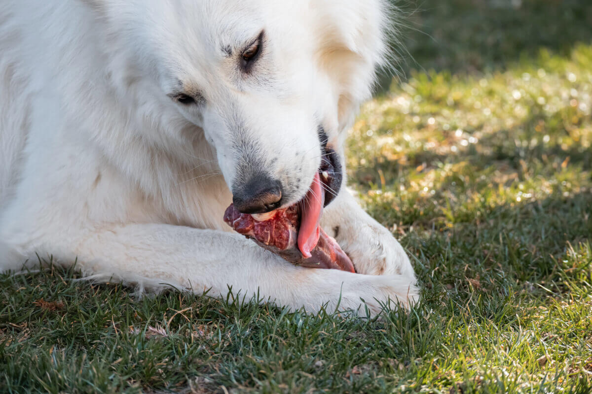 alimentation chien