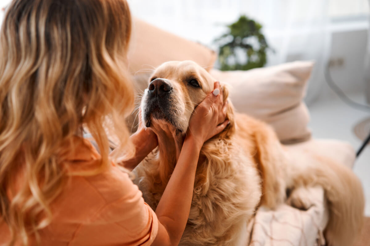 chien de soutien émotionnel avion