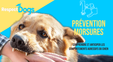 646b89b934a1c_Miniaturepreventionmorsure Formation prévention morsures