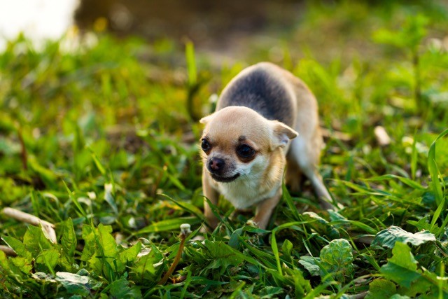 chien agressif humain