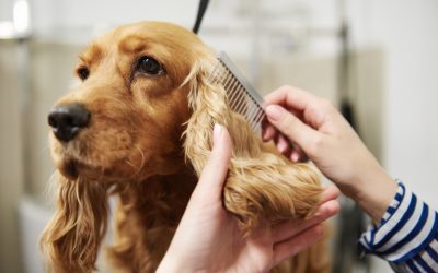 Toilettage chien Dinan : les 3 meilleures adresses