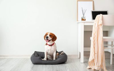 Comment Bien Éduquer Son Chien : Guide Complet pour Propriétaires Responsables